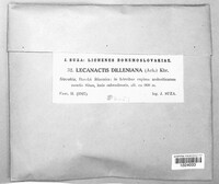 Image of Psoronactis dilleniana